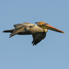 pelican in flight