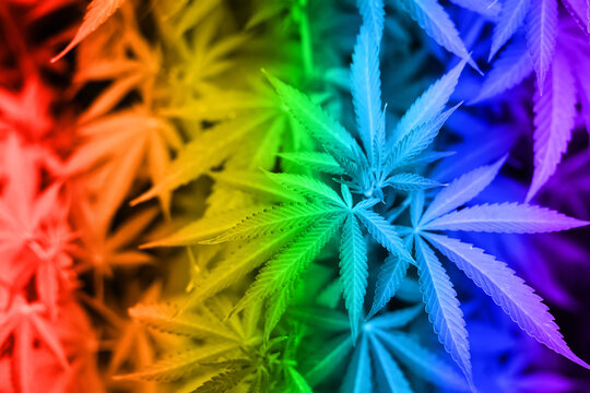 Marijuana leaves background toned in rainbow colors. legalization of cannabis