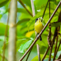 yellow bird on a branch