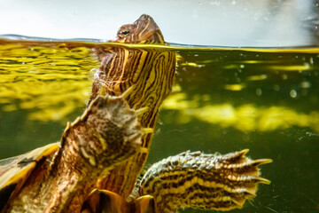 Beautiful turtle swims in the water