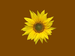 Yellow sunflower isolated on a brown background.