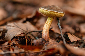 beautiful mushrooms under yellow, orange forest leaves
