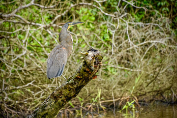 great blue heron