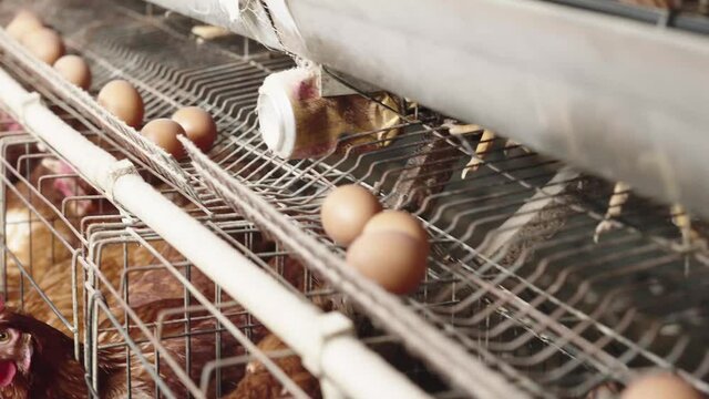 chicken farm