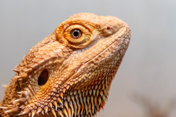 Beautiful Lizard Bearded Agama, Pogona vitticeps