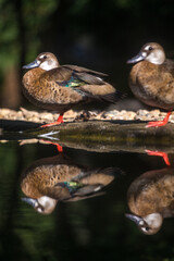 two ducks on the shore