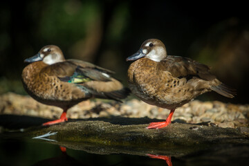 two ducks on the shore