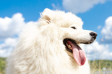 Samoyed. A white fluffy big dog in the park