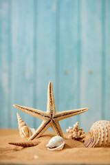 shells and sea stars on the sand