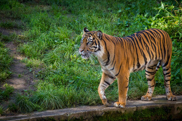 Siberian Tiger in zoo park