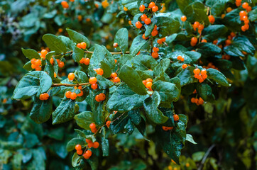 Wolfberry.  bush with inedible yellow berries and green leaves soaked in  rain. Beautiful branches of forest honeysuckle.