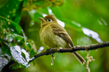 robin on a branch
