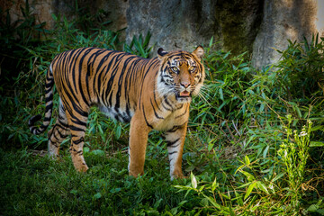 Siberian Tiger in zoo park