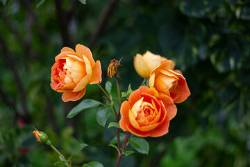 rose of the Pat Austin variety.