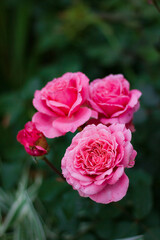rose of the Laurent Cabrol variety. Pink old form rose. Beautiful rose in the Garden