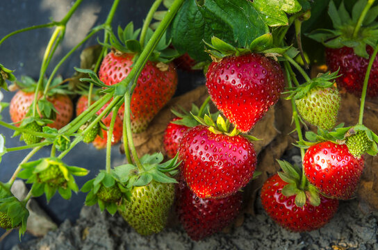 Reportage sur la culture de fraises