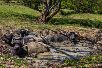 Water buffalo in Romania
