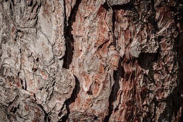 tree details and wood textures
