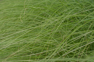 long grass detail