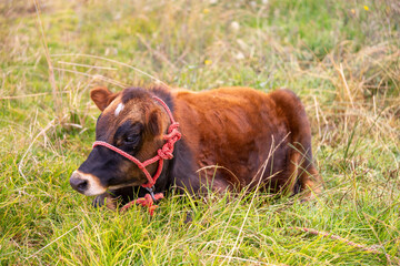 Brown Cow sitting in the grass