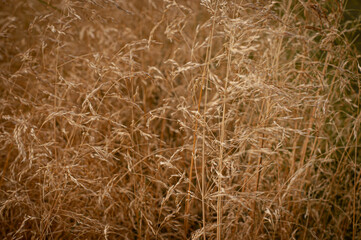 meadow dry grass. straw