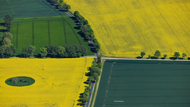 Rapsfelder bei Neubrandenburg, Mecklenburg-Vorpommern, Deutschland, Luftaufnahme