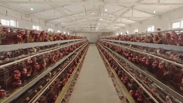 chicken farm