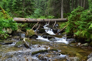 waterfall in the forest