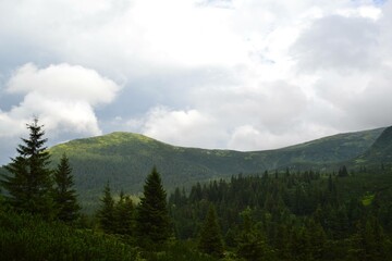 forest in the mountains