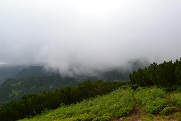 fog in the mountains