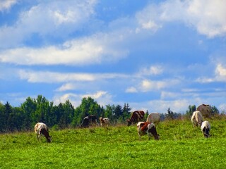 Fototapeta na wymiar cows graze in the meadow