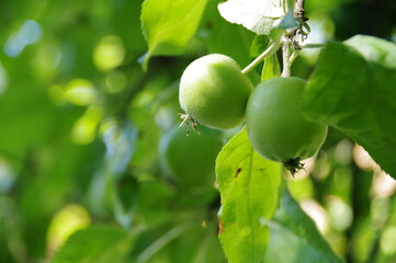 Green apples on a tree