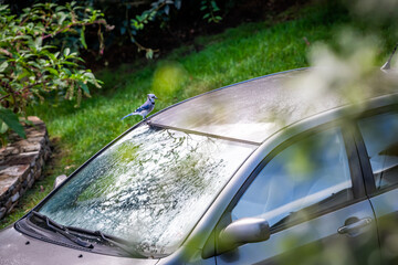 High angle view of colorful blue jay, Cyanocitta cristata, bird perched on car roof in Virginia drinking water from crack of door