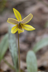 trout lily from the back