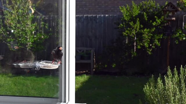 Slow motion starlings flying towards bird feeder