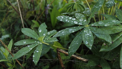 rain drops on leaves