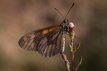 Mariposa monarca
