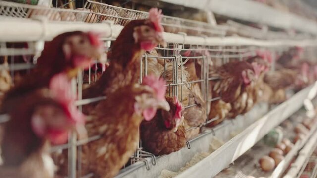 Chicken farm