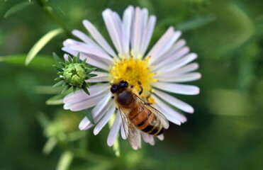 Biene auf einer Kleinbl&uuml;tigen Aster
