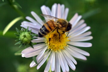 Biene auf einer Kleinblütigen Aster
