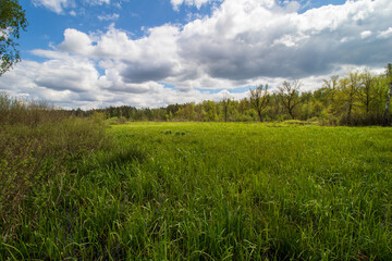 Fototapeta na wymiar swamps in spring