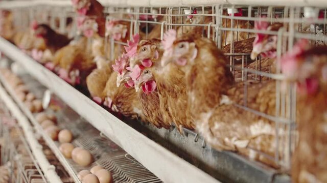 Chicken farm