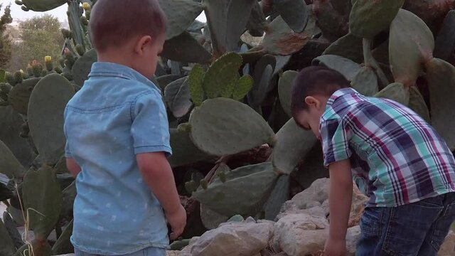 two little boys throw stones from a wall in a half-turn near large green leaves. High-quality FullHD footage