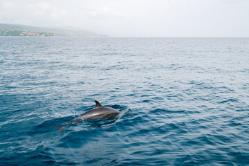 Dolphins Jumping out of the water in Roseau Dominica