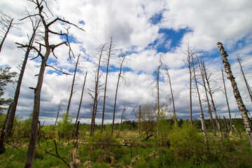 Naklejka premium swamps in spring