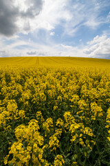 Fototapeta premium field of yellow rapeseed