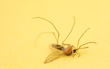 Killed mosquito on yellow background
