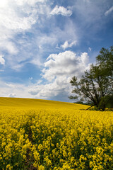Fototapeta na wymiar rapeseed field and sky