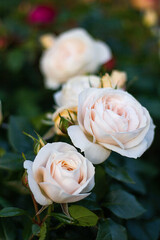 rose of the Lions Rose variety. German selection. Kordes roses. Fairytale roses.