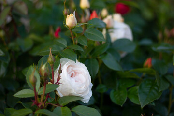 rose of the Lions Rose variety. German selection.